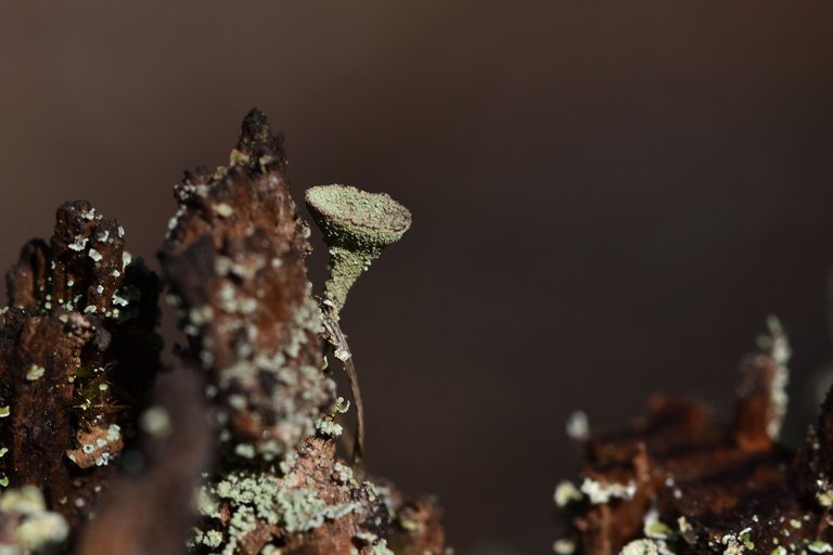 Lichen Cladonia pyxidata old stump 4.jpg