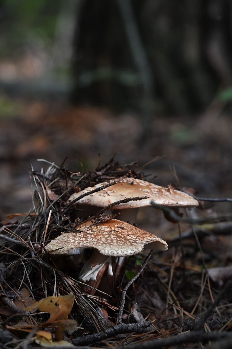 amanita mushrooms spots pl  4.jpg