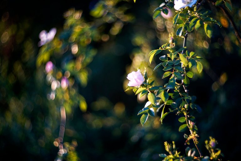 wild roses pl helios bokeh 1.jpg