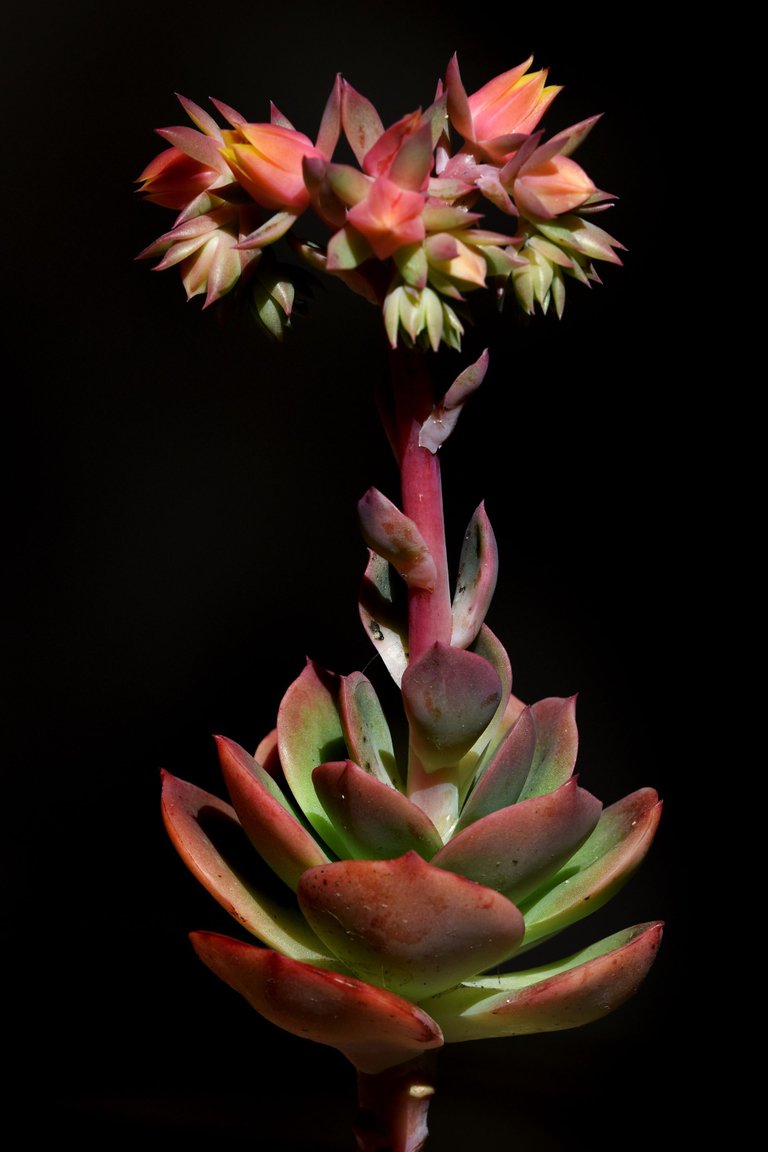 Echeveria Mandala flower 8.jpg