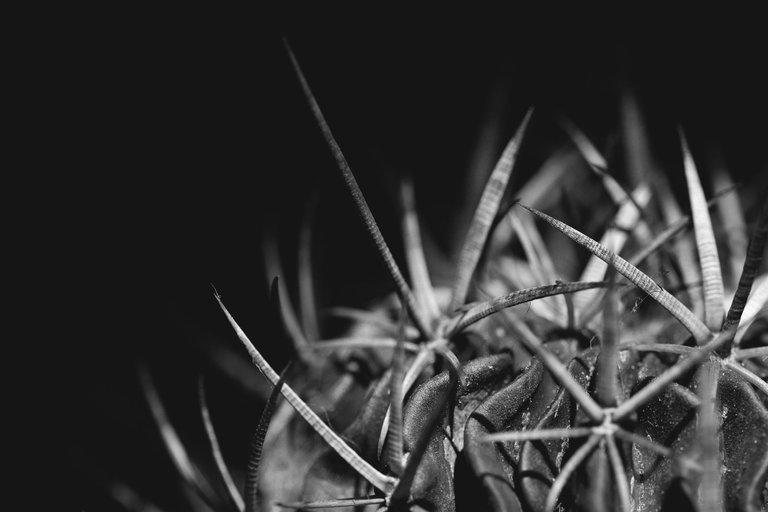 Stenocactus Echinofossulocactus 2022 bw 8.jpg