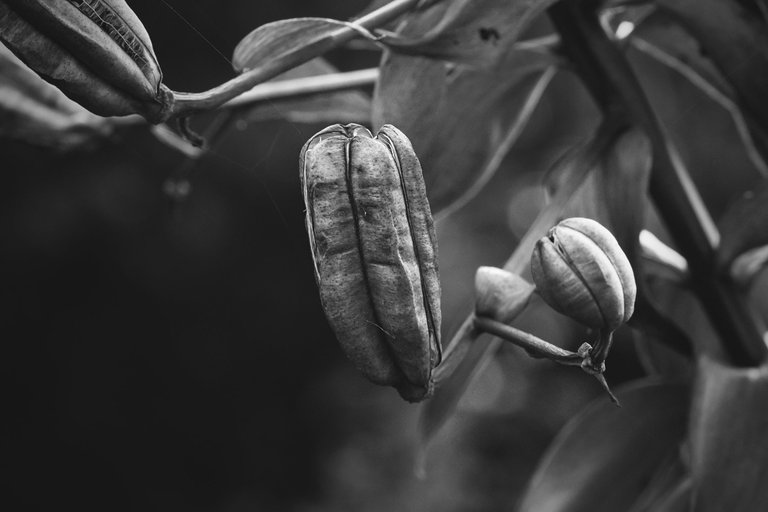 Lily pod bw 3.jpg