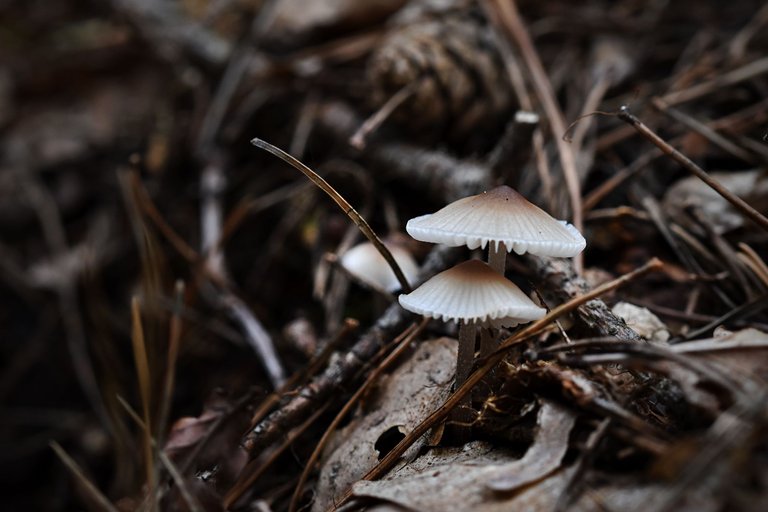 tiny white forest pl 2.jpg