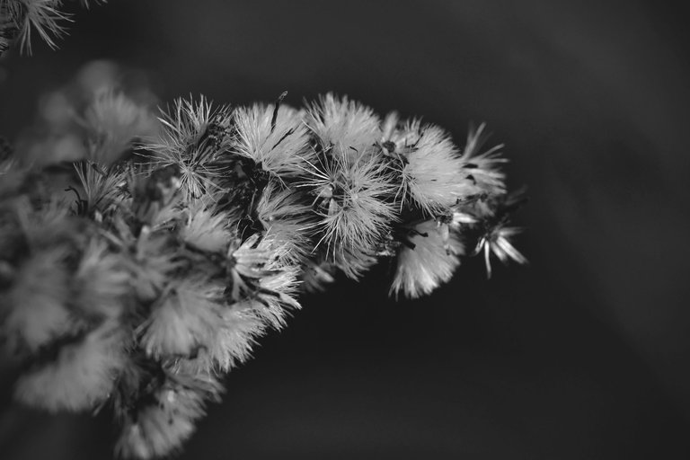 fluffy seeds garden bw 10.jpg