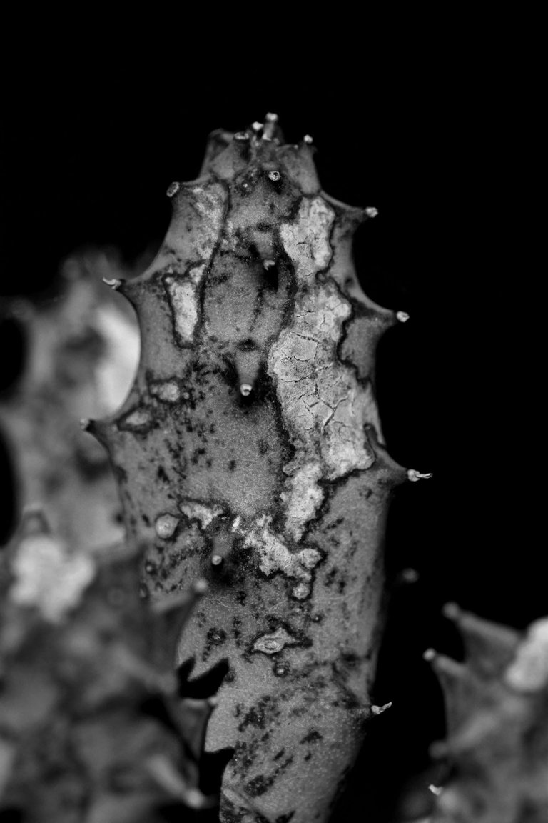 Huernia scars bw 1.jpg