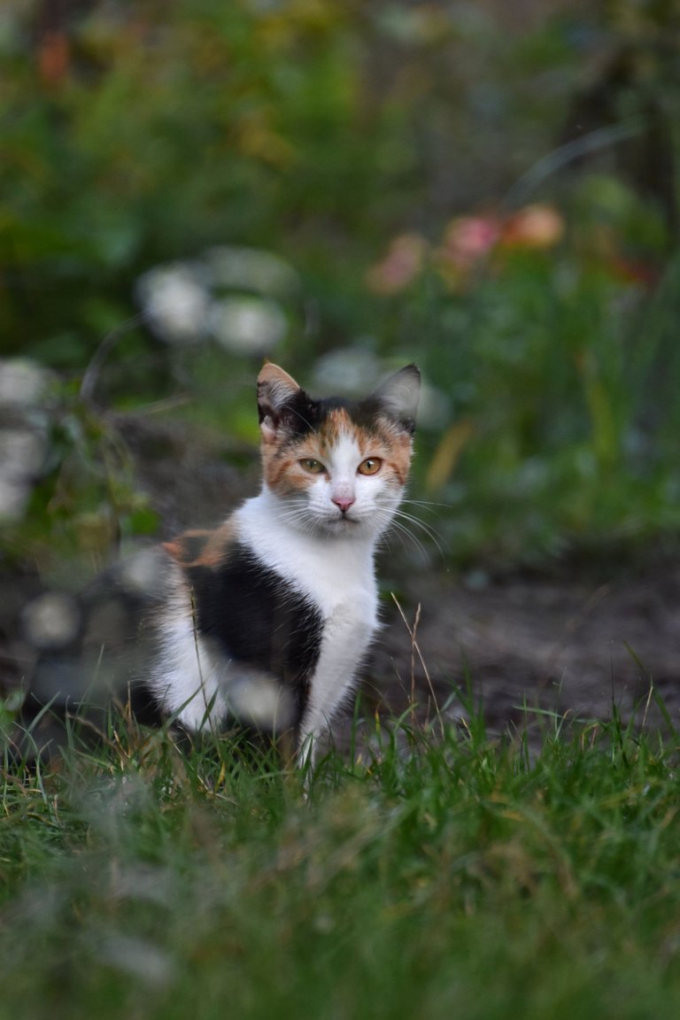 Calico kitty pl 9.jpg