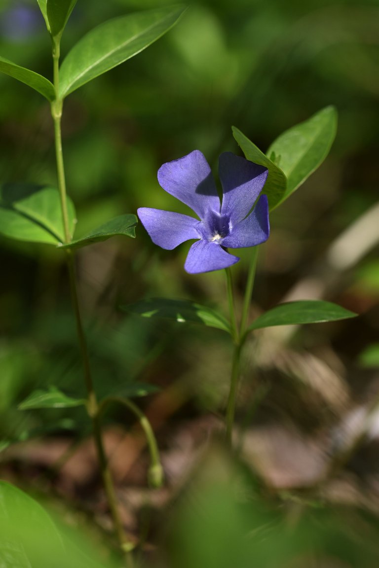 periwinkle orchard 2.jpg