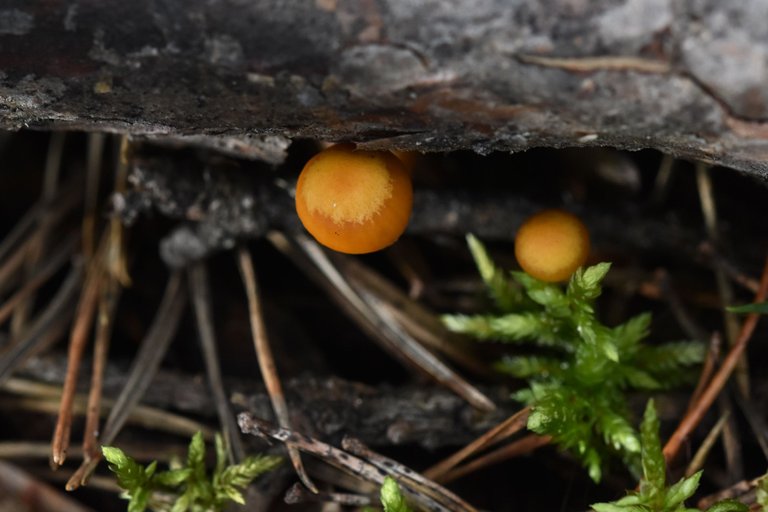 Tiny mushroom woods pl 7.jpg