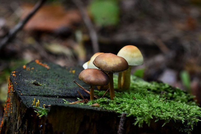 mushrooms stump pl 8.jpg