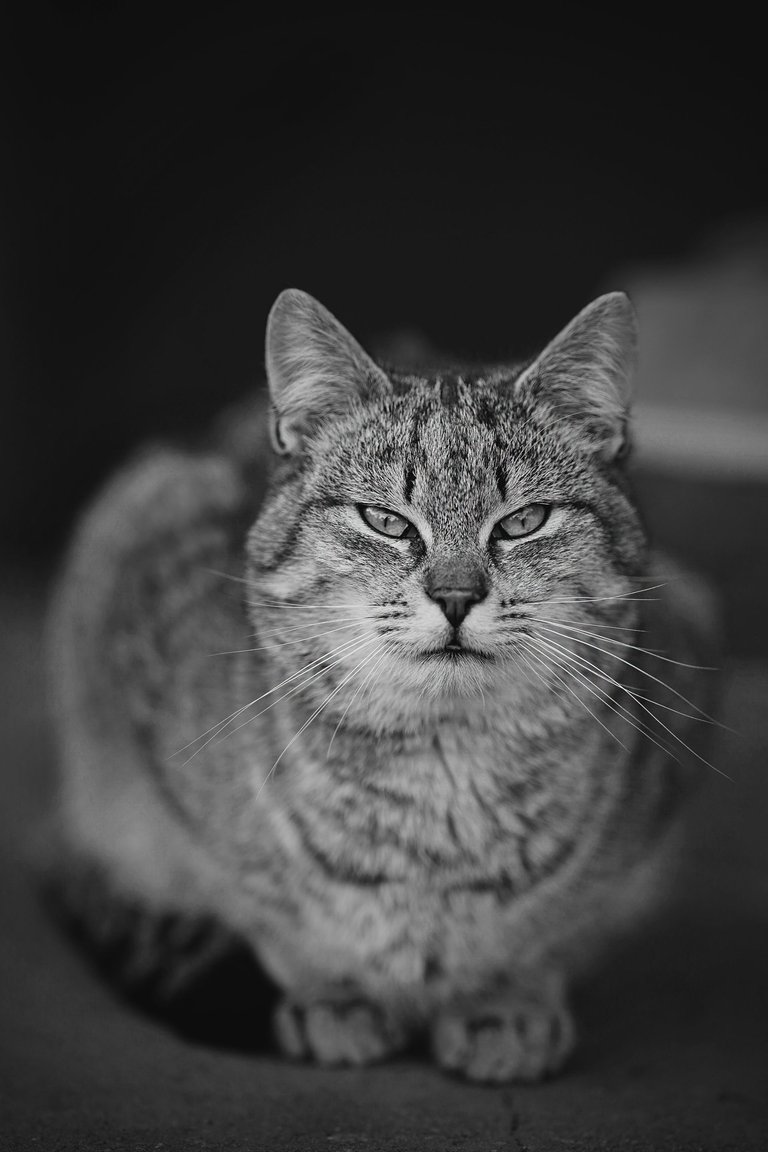 kitty Samyang bw 5.jpg