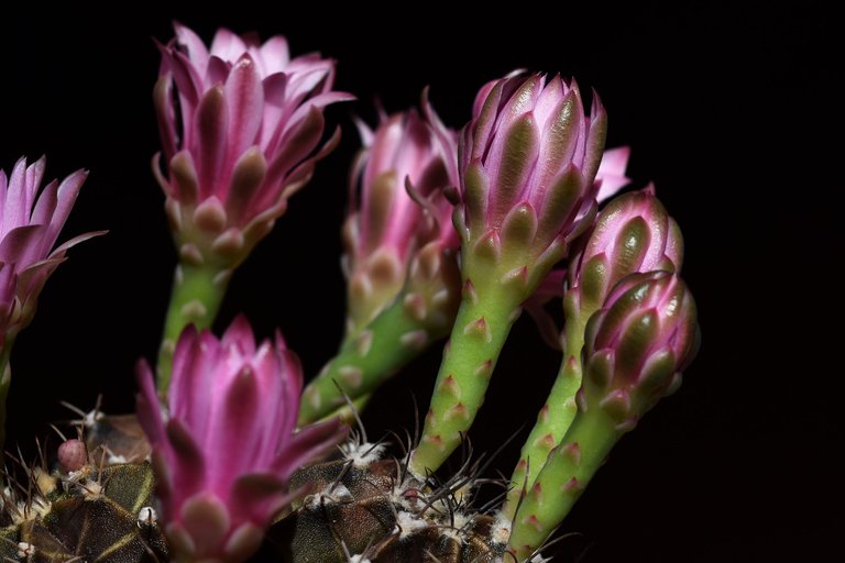 Gymnocalycium Mihanovichii group flower 2021 5.jpg