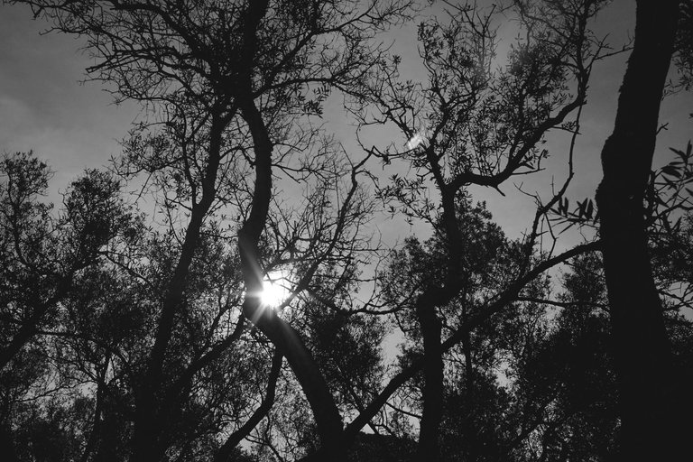 trees bw zeiss.jpg