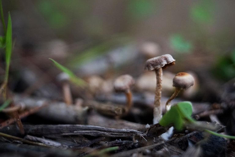 dry mushrooms carl zeiss 1.jpg