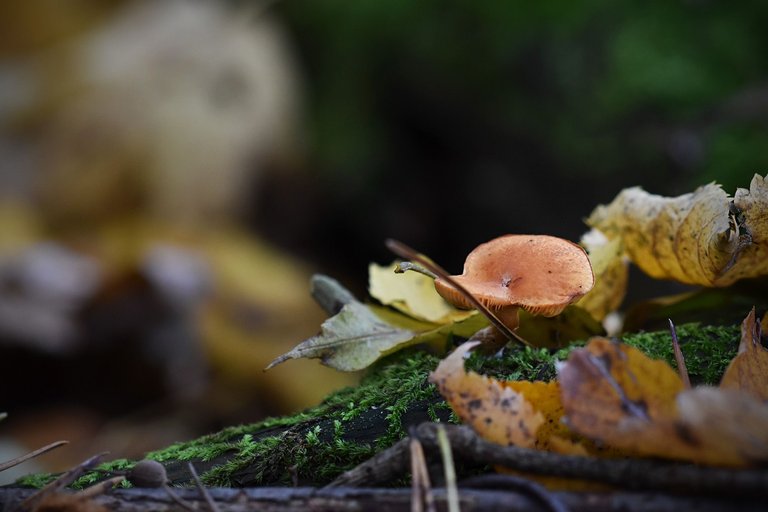 mushrooms moss log  2.jpg