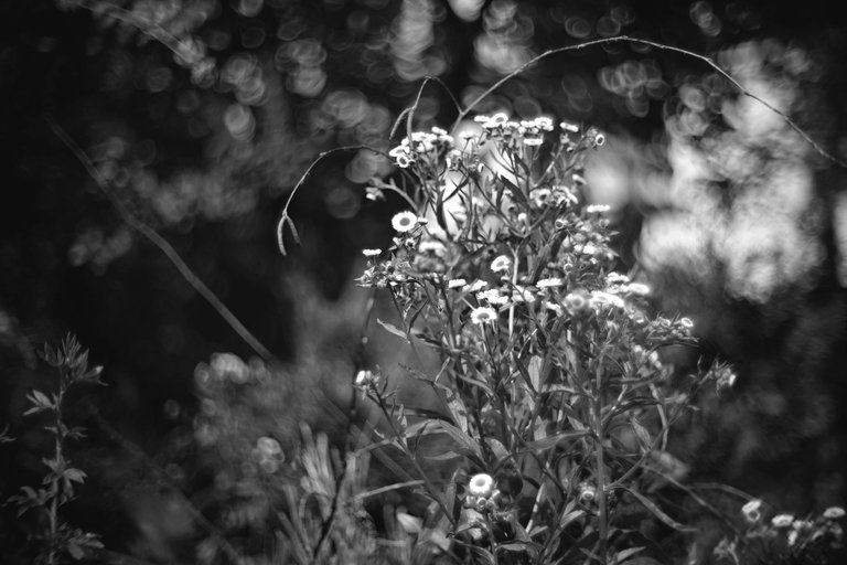 weeds garden pl biotar bw.jpg