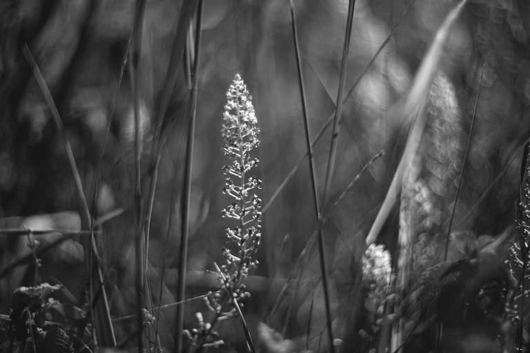 Elderberry flower helios bokeh bw 6.jpg