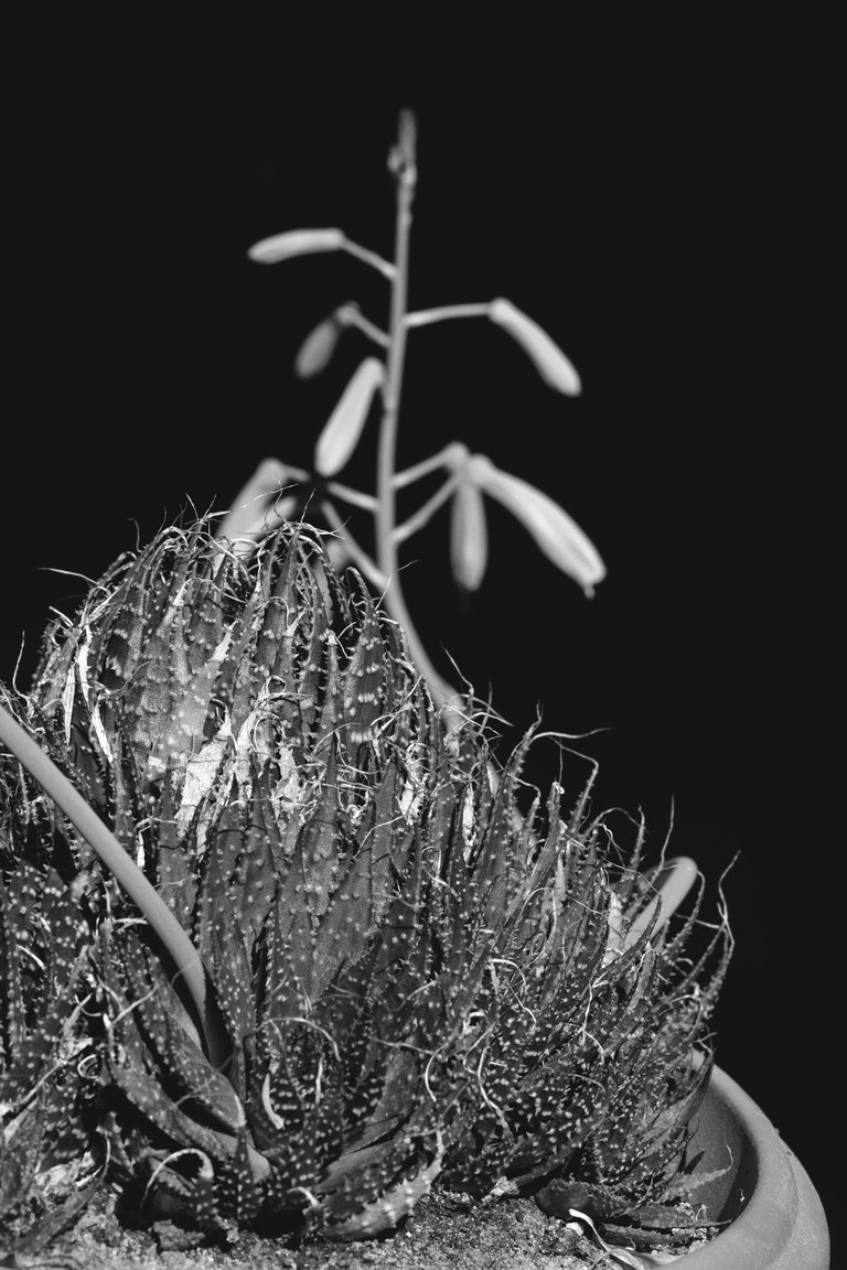 Aloe aristata flower bw 4.jpg