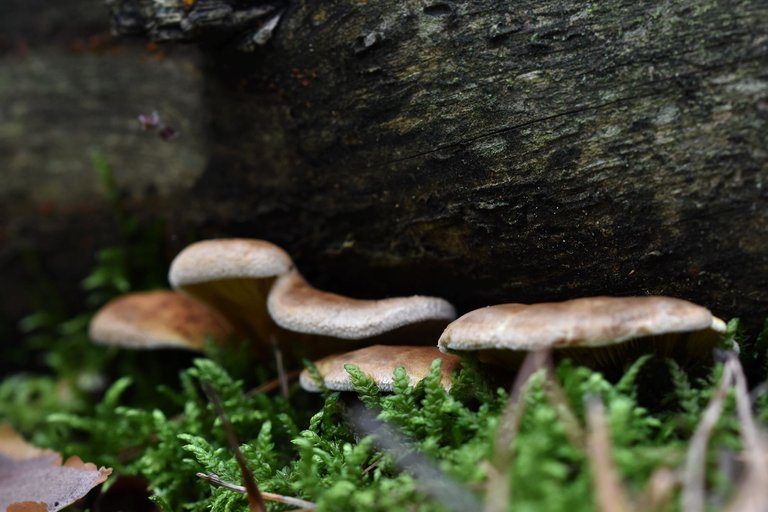 mushroom forest pl 3.jpg