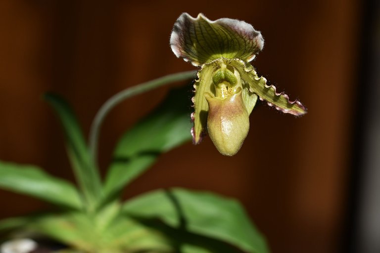 paphiopedilum pinocchio 13.jpg