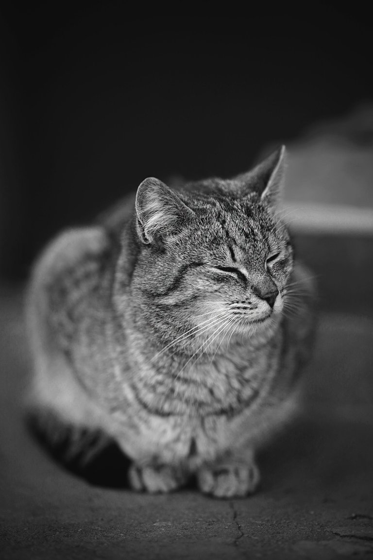 kitty Samyang bw 6.jpg