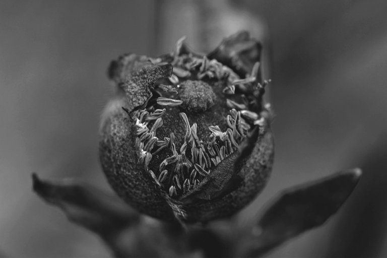 Cistus pod forming bw 2.jpg