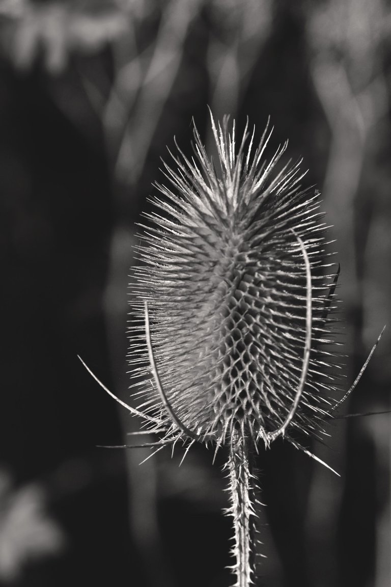 spiky pod pl bw 1.jpg