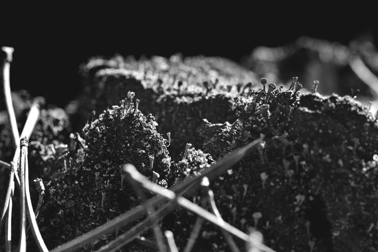 Lichen stump bw 4.jpg