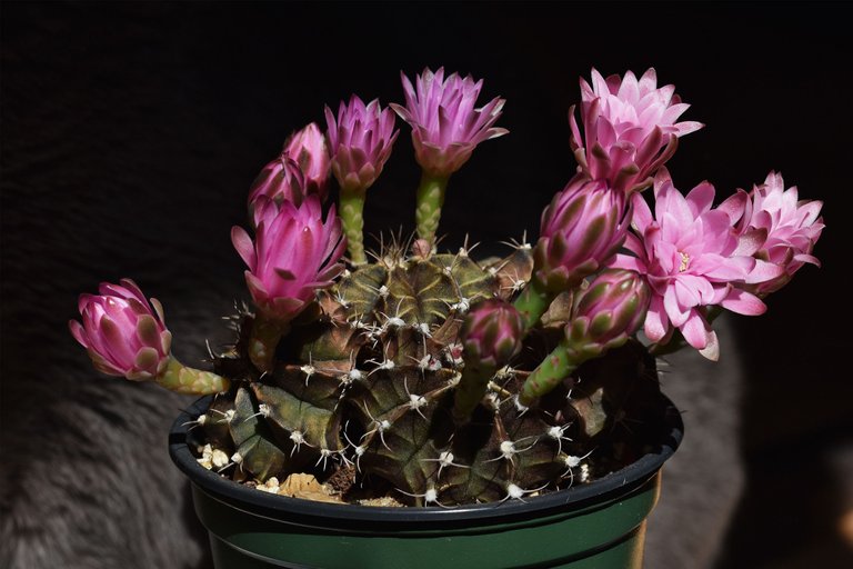 Gymnocalycium Mihanovichii group flower 2021 3.jpg