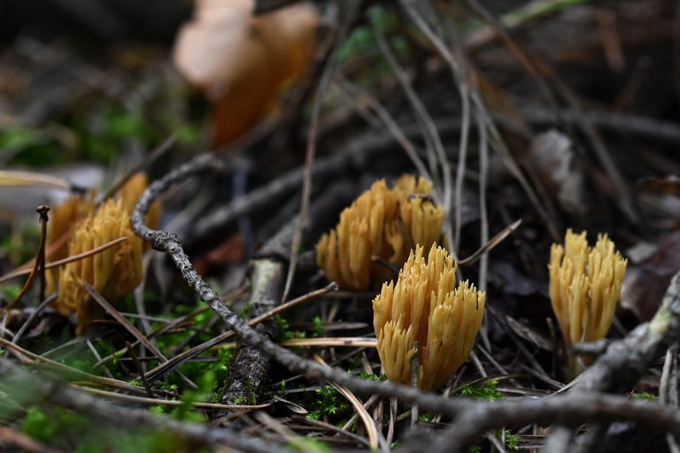 amaria yellow mushrooms pl 2.jpg