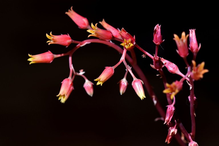 Echeveria Agavoides 2023 1.jpg