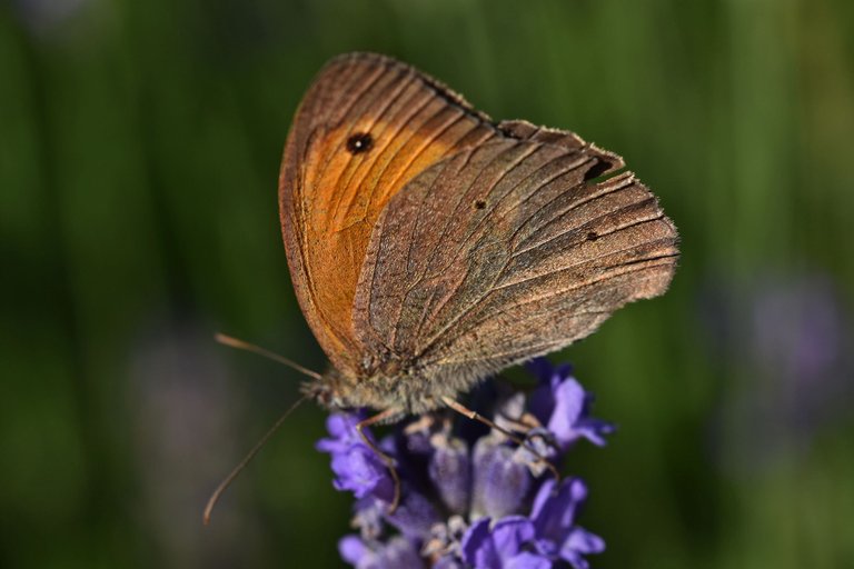 meadow brown butterfly lavender 6.jpg