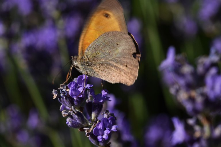 meadow brown butterfly lavender 5.jpg