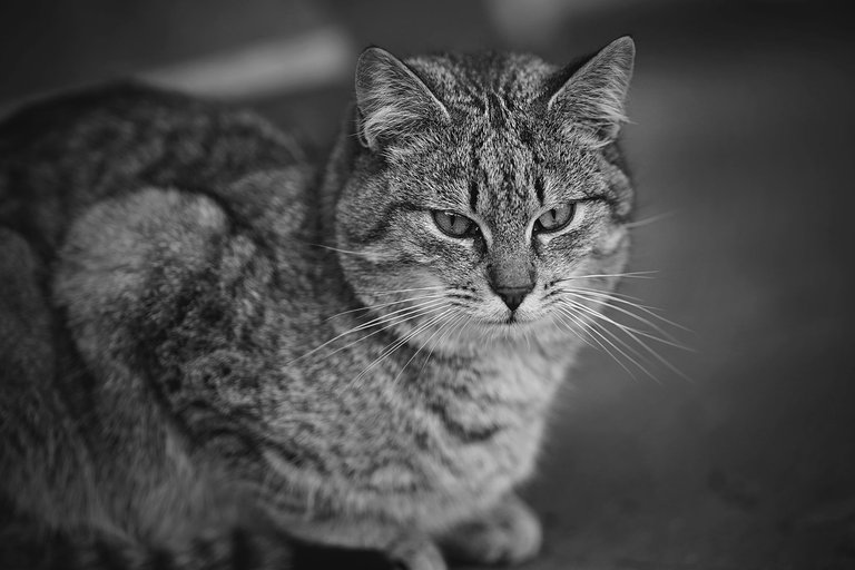 kitty Samyang bw 2.jpg