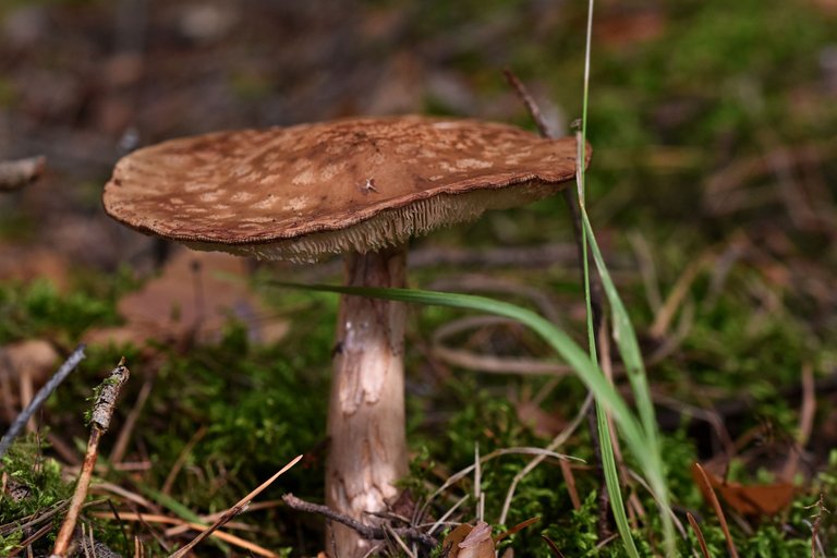 mushroom forest pl 8.jpg