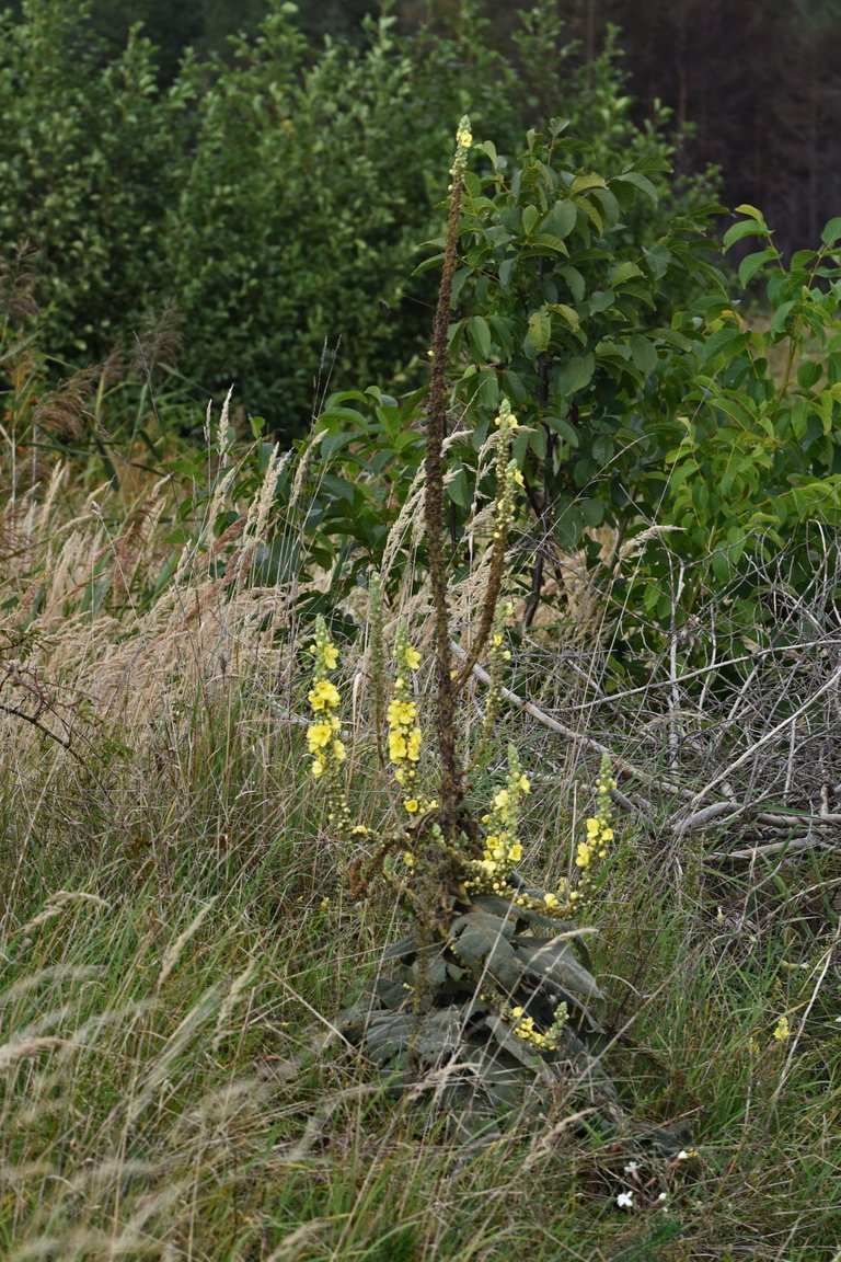 Verbascum wildflower pl 1.jpg
