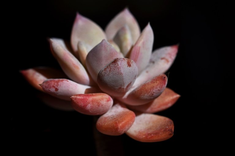 Echeveria split rosette 4.jpg