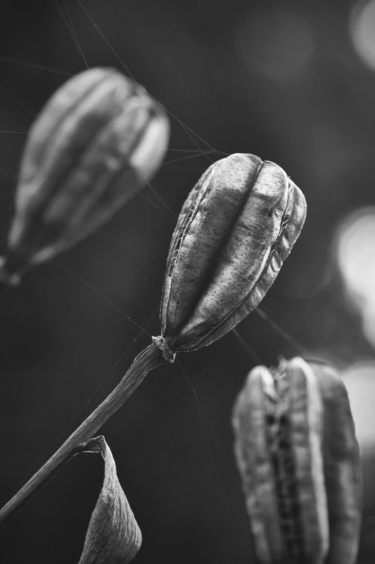 Lily pod bw 6.jpg