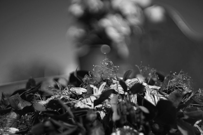 dead flowers helios bw 2.jpg