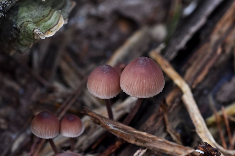 mushrooms birch pile 6.jpg