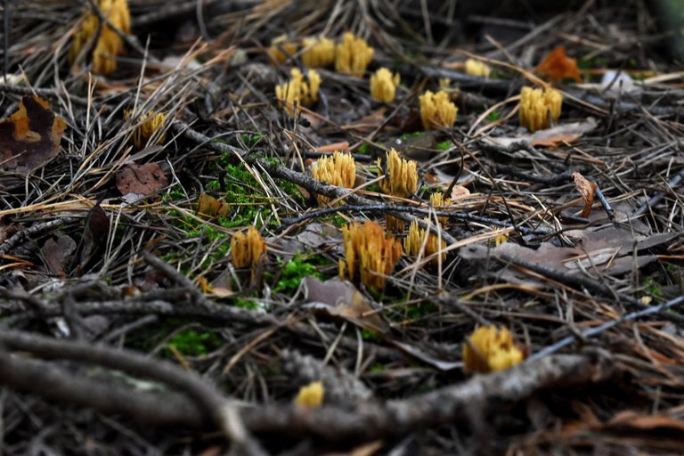 Ramaria yellow mushrooms pl 7.jpg