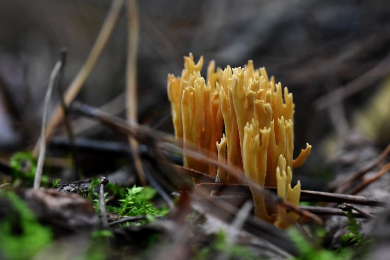 Ramaria yellow mushrooms pl 1.jpg