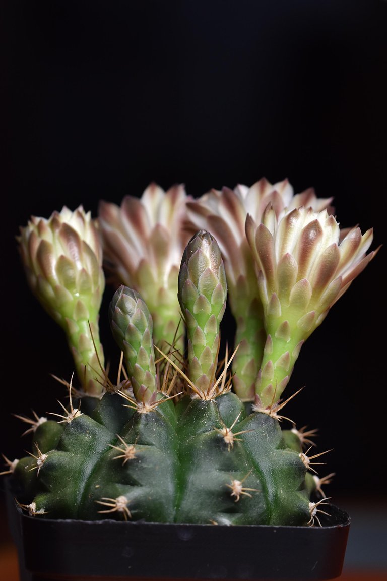 Gymnocalycium white flower 2025 4.jpg