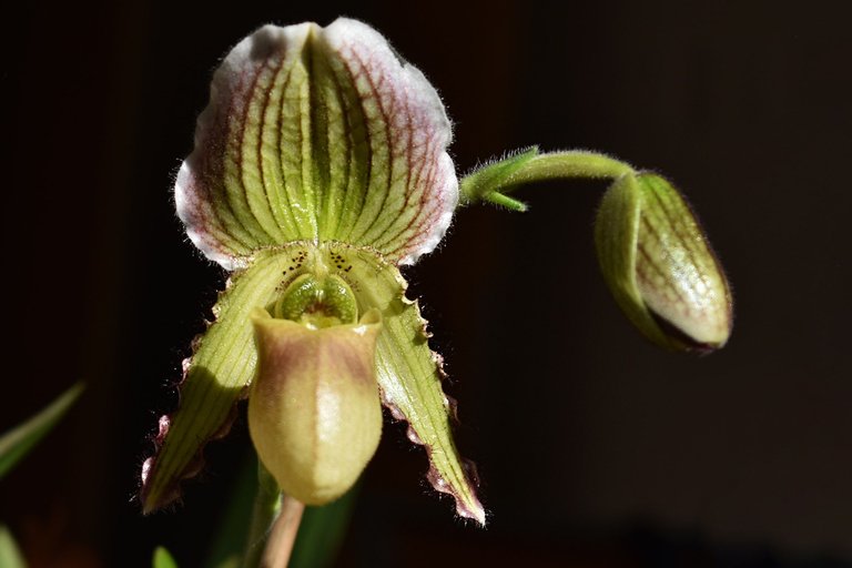 paphiopedilum pinocchio 2.jpg