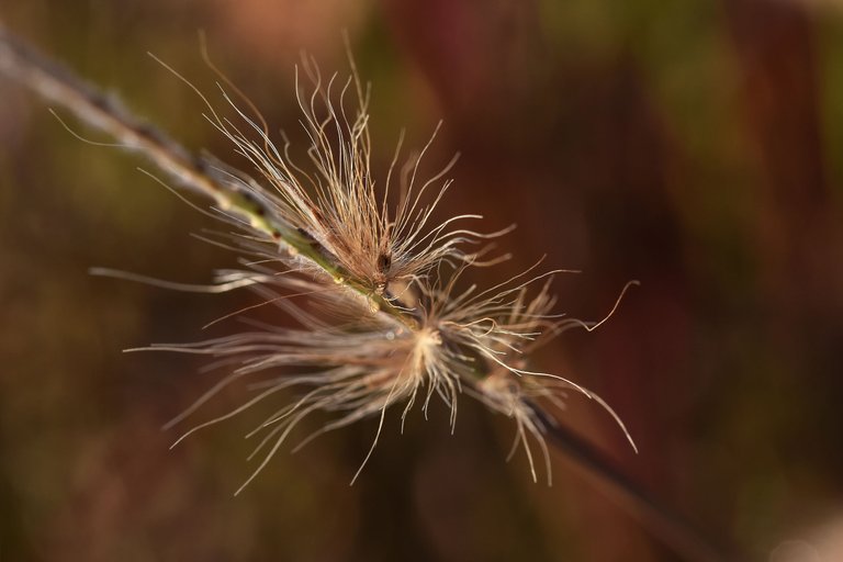 dry grass flower waterdrops 1.jpg