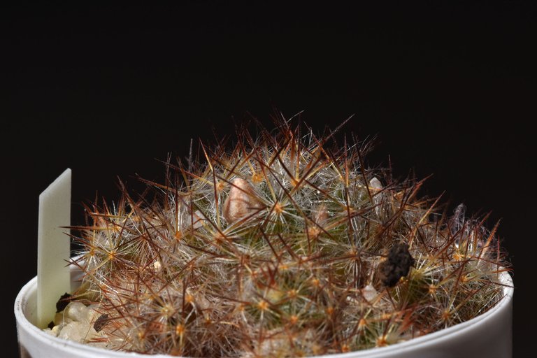 Mammillaria prolifera ginger.jpg