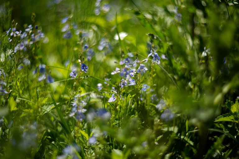 velonica flower helios bokeh pl 2.jpg