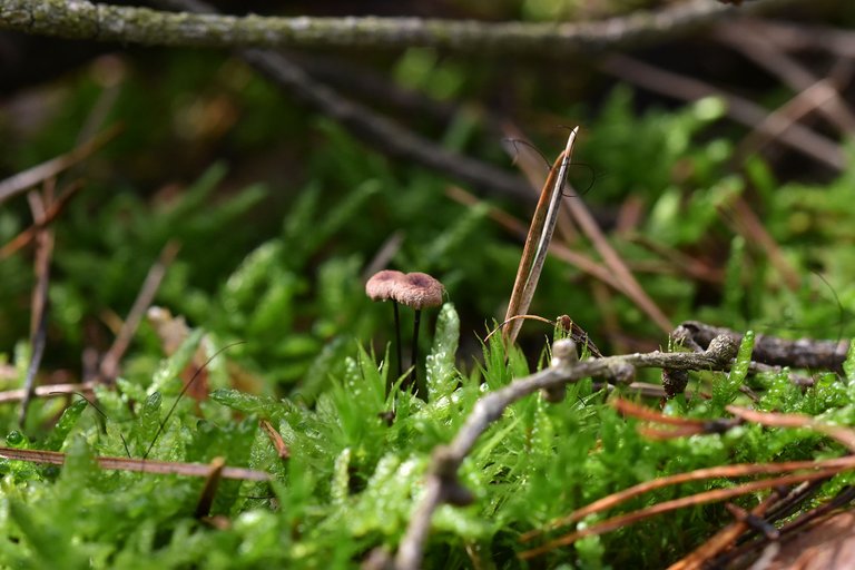 tiny brown mushrooms forest pl 3.jpg