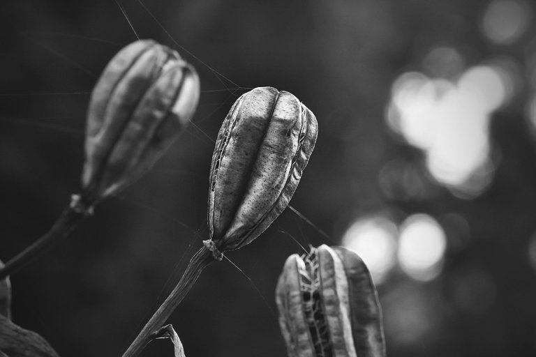 Lily pod bw 4.jpg