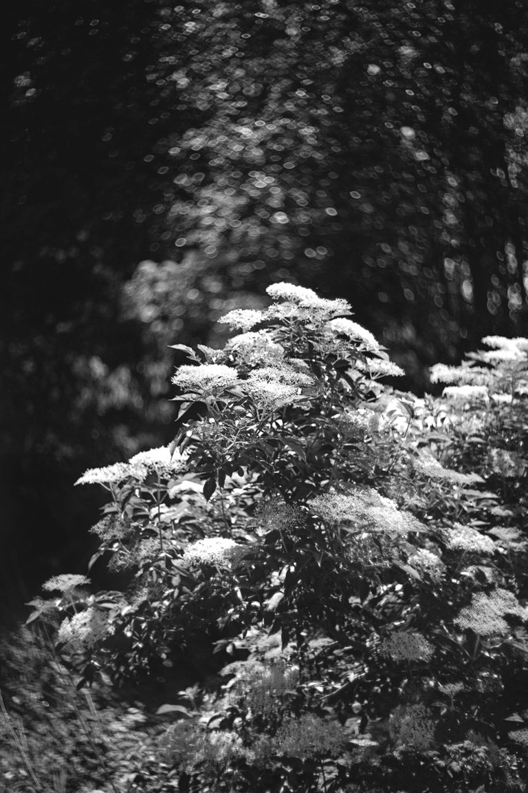 Elderberry flower helios bokeh bw 8.jpg