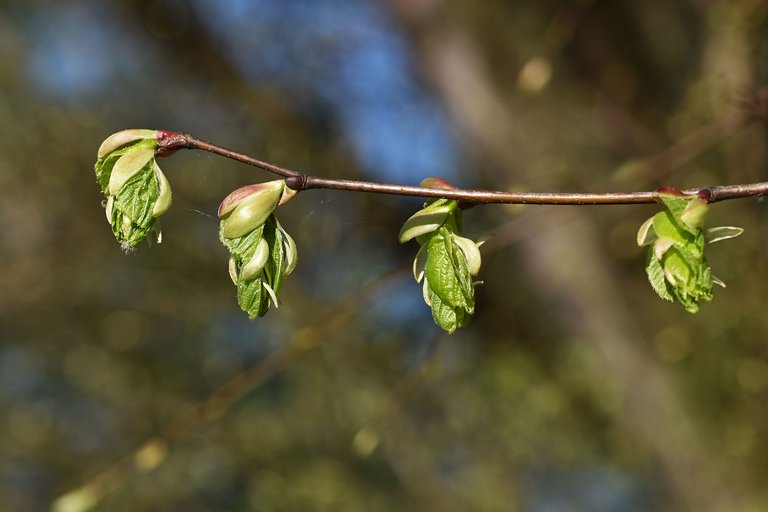 forest spring 5.jpg